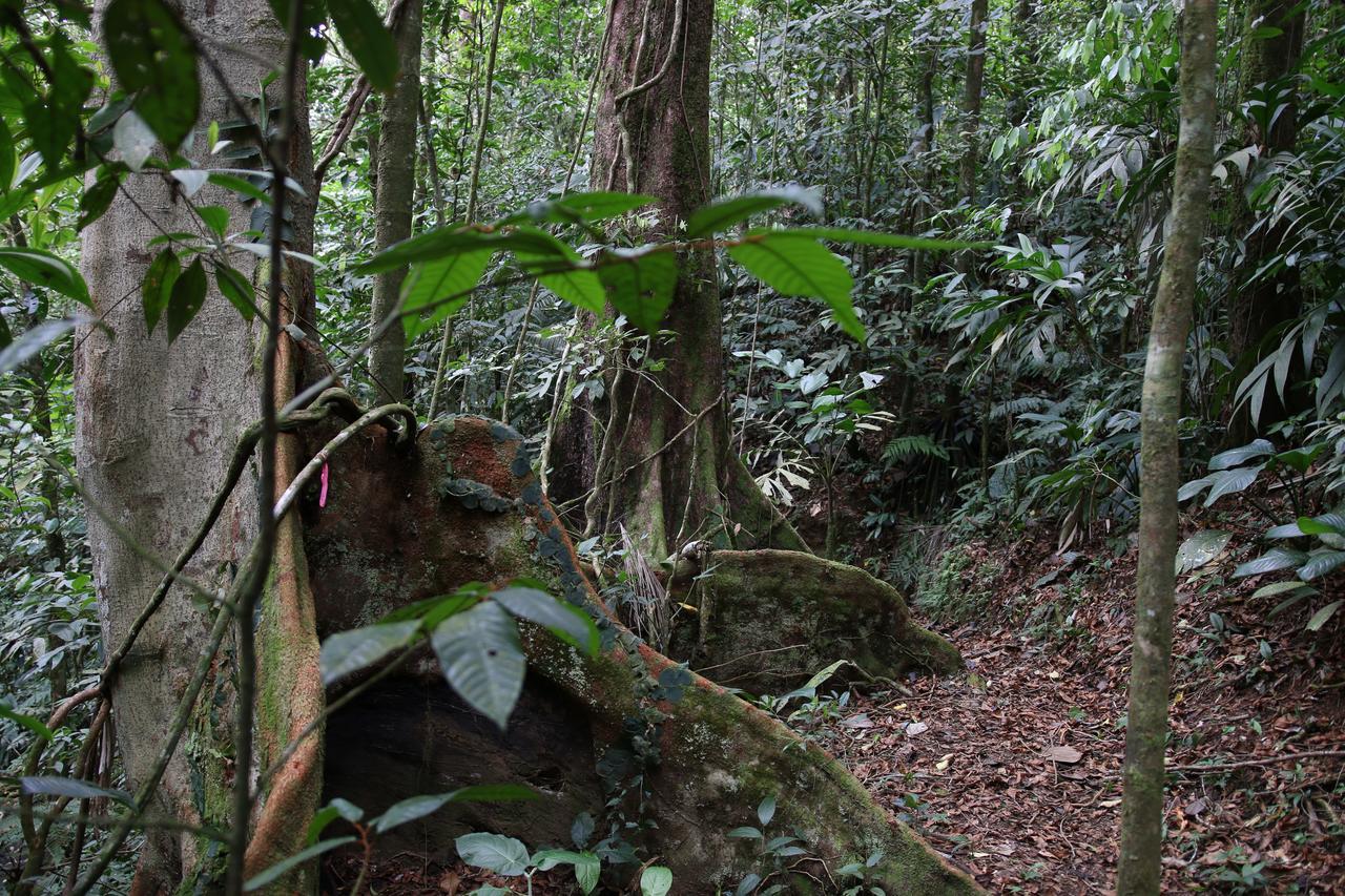 Cecropia Ecolodge La Fortuna Exterior photo