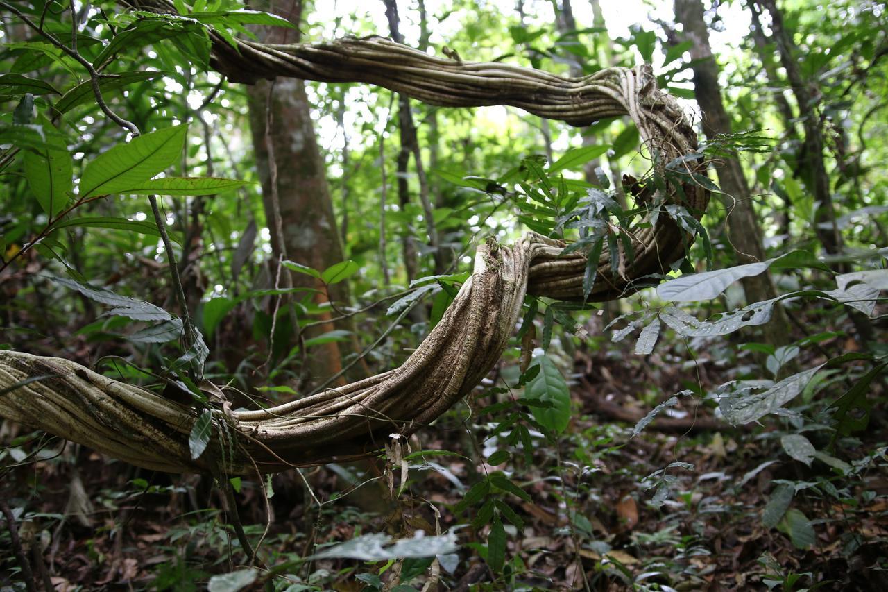Cecropia Ecolodge La Fortuna Exterior photo